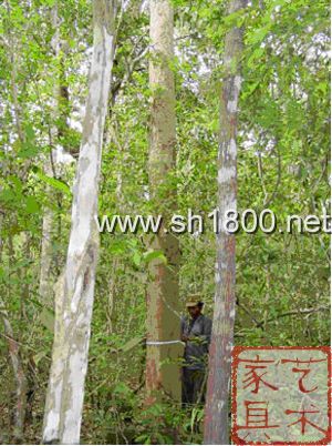 半落叶林中的交趾黄檀母树，So Thea先生2003年1月摄于柬埔寨暹粒省。