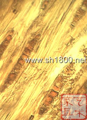 交趾黄檀细胞结构微观显微图